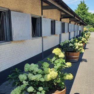 Luxe Gastenkamer Met Living En Keuken Bij Friezen Paarden Stal PellendijkWestendorp エクステリア 写真