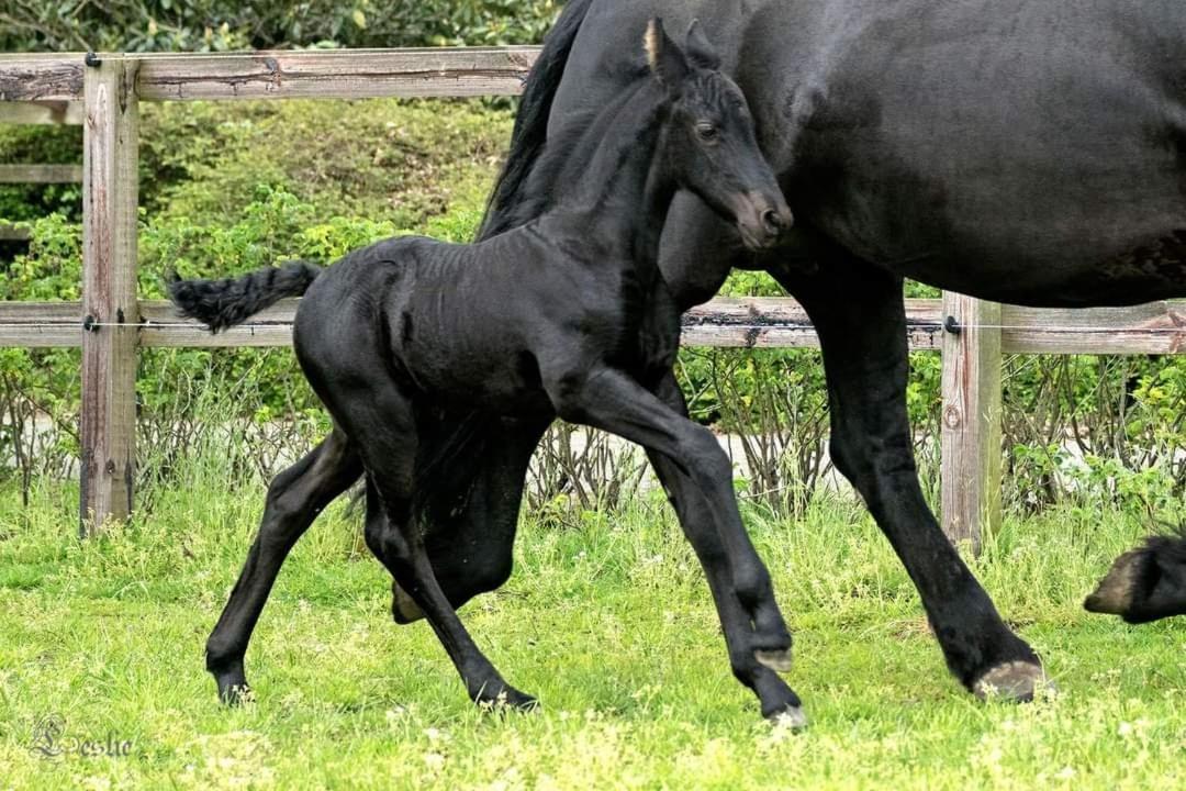 Luxe Gastenkamer Met Living En Keuken Bij Friezen Paarden Stal PellendijkWestendorp エクステリア 写真